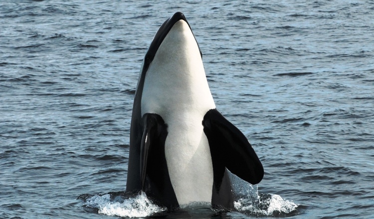 An image of the Whale Report (App + WRAS) project.